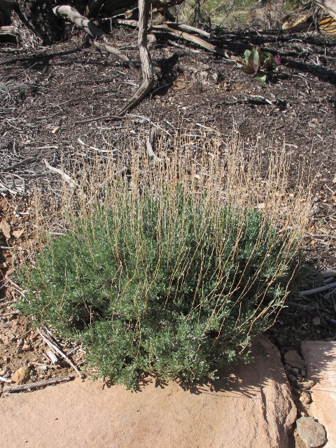 Artemisia nova